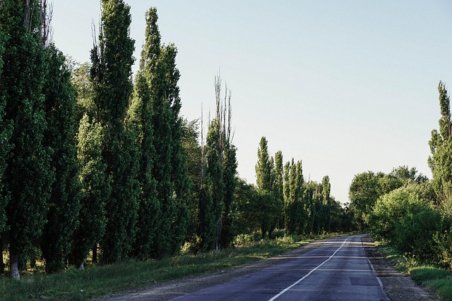 asphalt paving contractor Albany