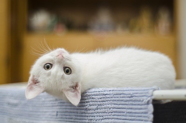 Cat friendly rentals Albany
