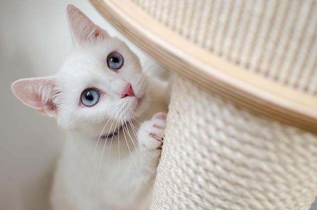 Cat friendly rentals Albany