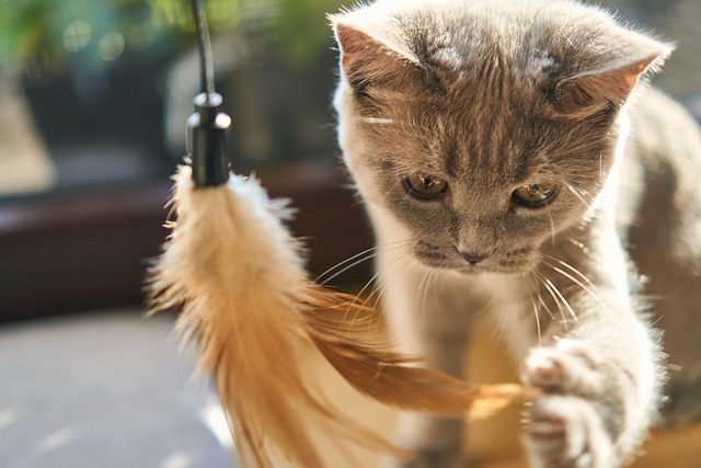 Cat friendly rentals Albany