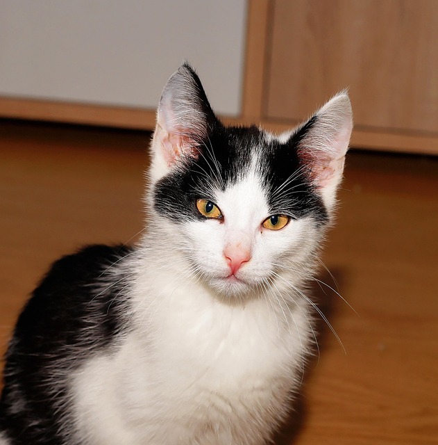 cat-friendly-rentals-albany-640x480-2554163.jpeg