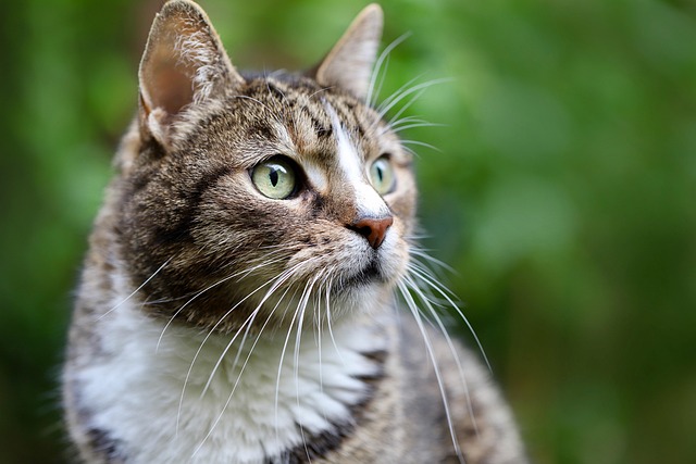 Cat friendly rentals Albany