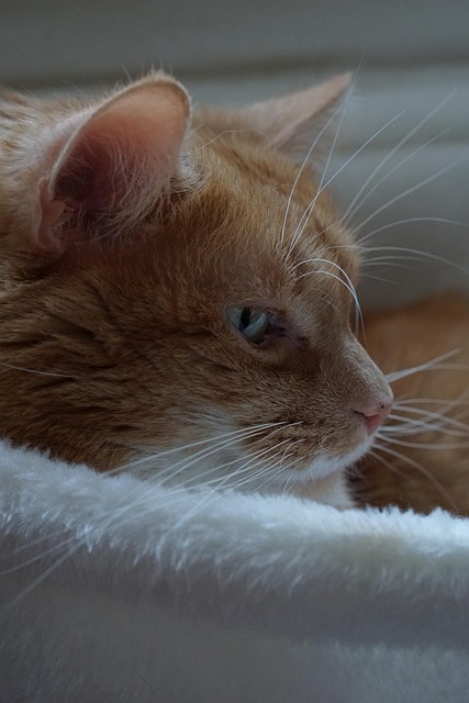 cat-friendly-rentals-albany-640x480-39293311.jpeg