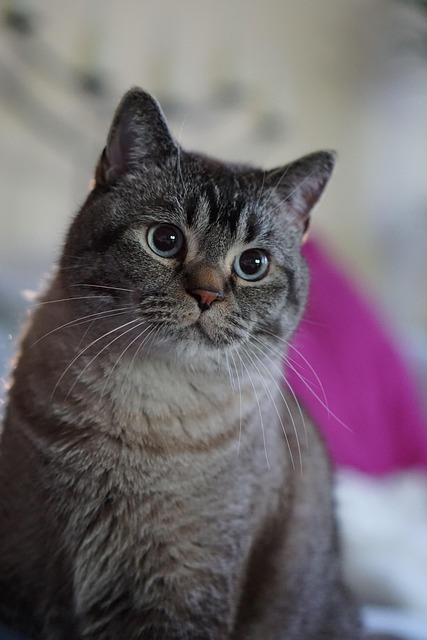 cat-friendly-rentals-albany-640x480-39574069.jpeg