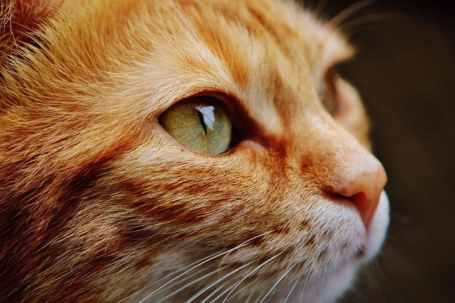 Cat friendly rentals Albany