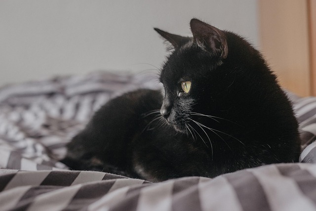 Cat friendly rentals Albany