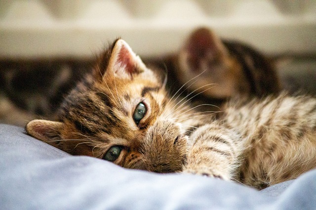 Cat friendly rentals Albany