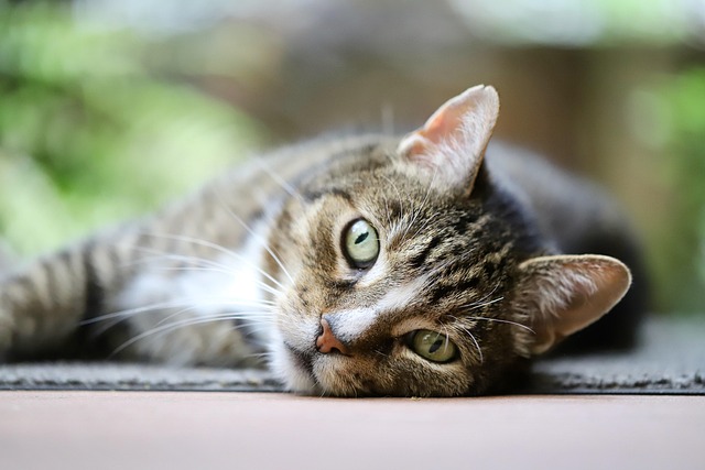 cat-friendly-rentals-albany-640x480-55111112.jpeg