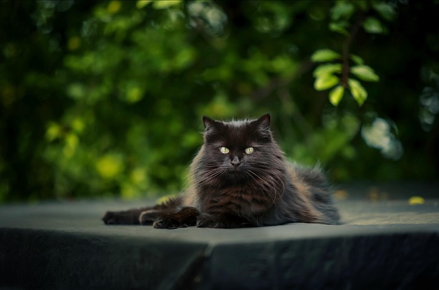 Cat friendly rentals Albany