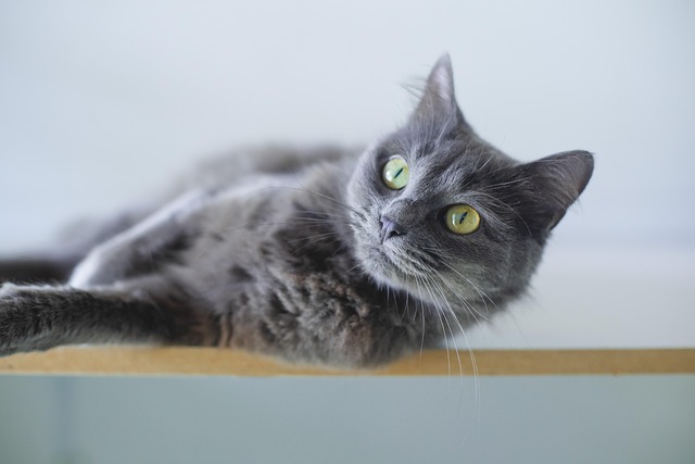 Cat friendly rentals Albany