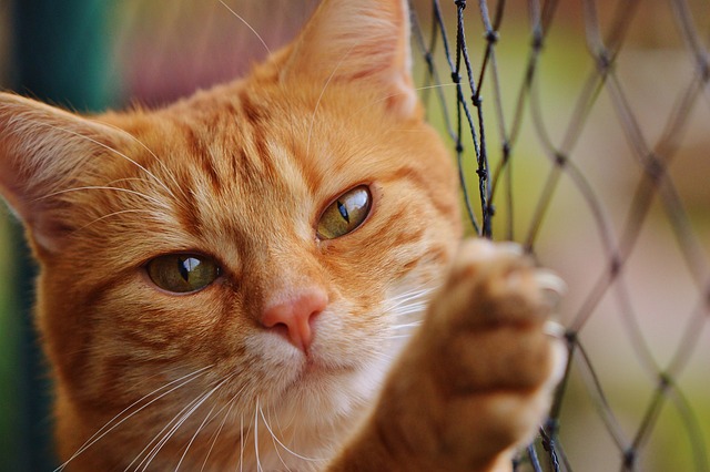 Cat friendly rentals Albany
