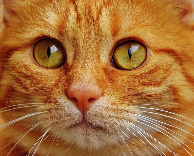 cat-friendly-rentals-albany-640x480-73319861.jpeg