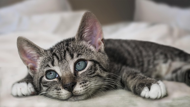 Cat friendly rentals Albany