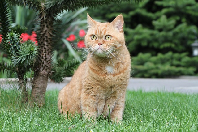 Cat friendly rentals Albany