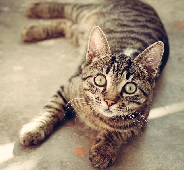 Cat friendly rentals Albany