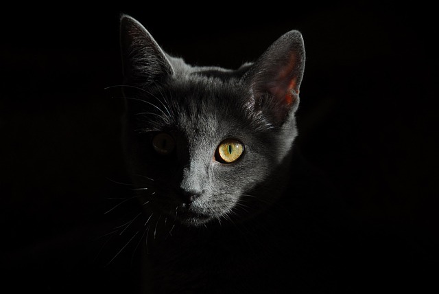 Cat friendly rentals Albany
