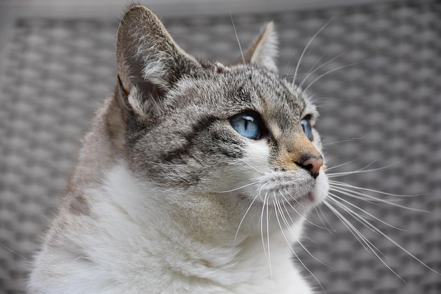Cat friendly rentals Albany
