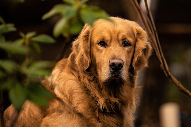 Cheap pet friendly apartment rentals Albany