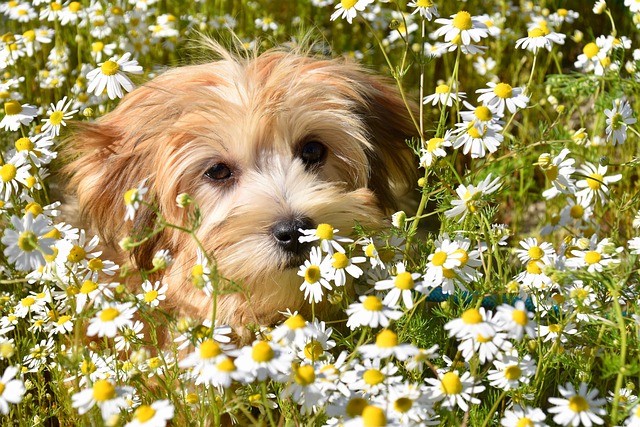 dog-parks-near-pet-friendly-apartments-a-640x480-22939281.jpeg