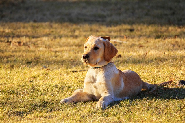 Dog parks near pet friendly apartments Albany