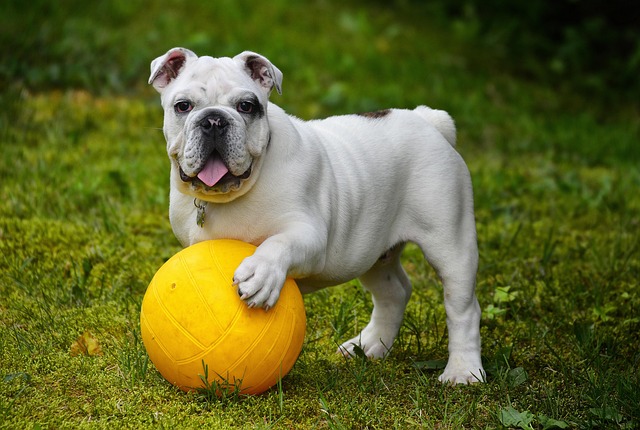 Dog parks near pet friendly apartments Albany