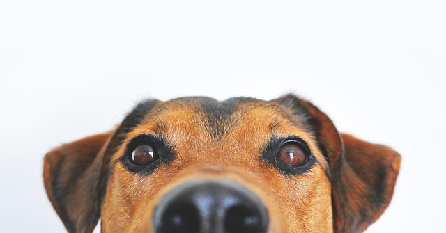 Dog parks near pet friendly apartments Albany