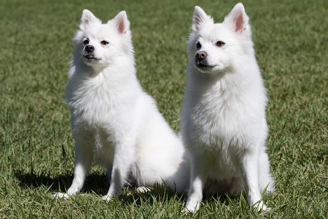 Dog parks near pet friendly apartments Albany