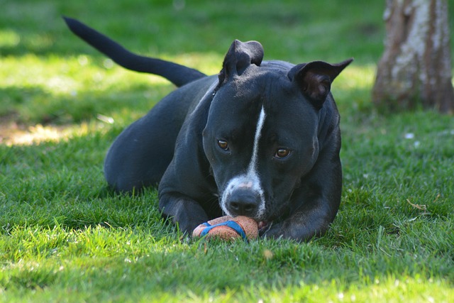 dog-parks-near-pet-friendly-apartments-a-640x480-90743468.jpeg