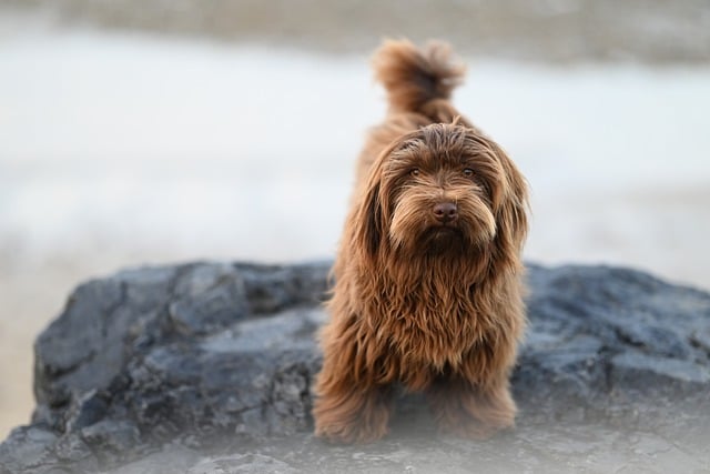 dog-parks-near-pet-friendly-apartments-a-640x480-92486394.jpeg