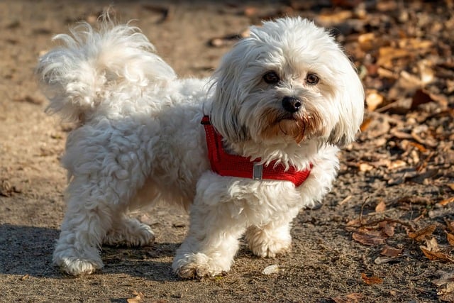 dog-parks-near-pet-friendly-apartments-a-640x480-93876914.jpeg