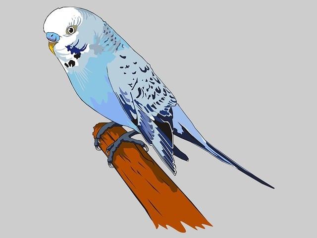 graphic designer Albany
