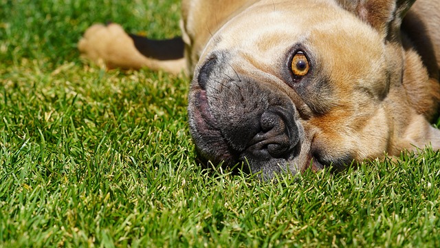Pet deposit requirements in Albany apartments