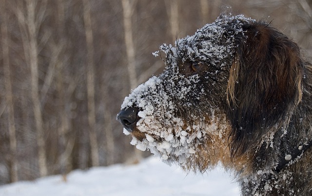 Pet deposit requirements in Albany apartments