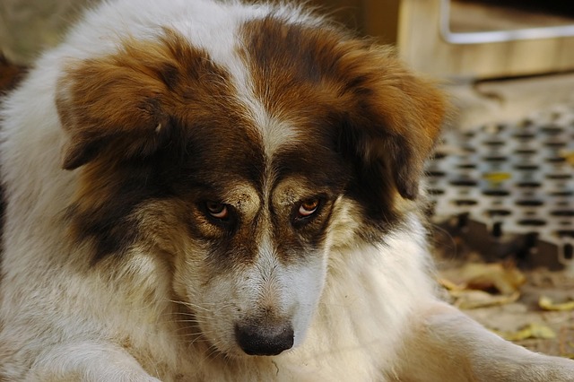 Pet deposit requirements in Albany apartments