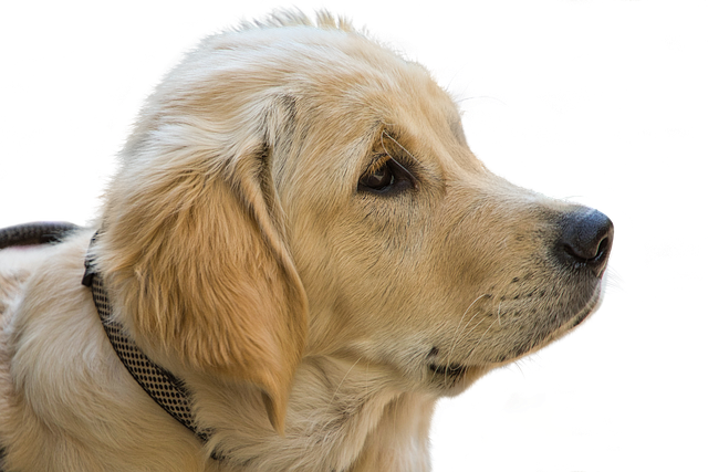 pet-friendly-apartments-albany-640x480-69815081.png