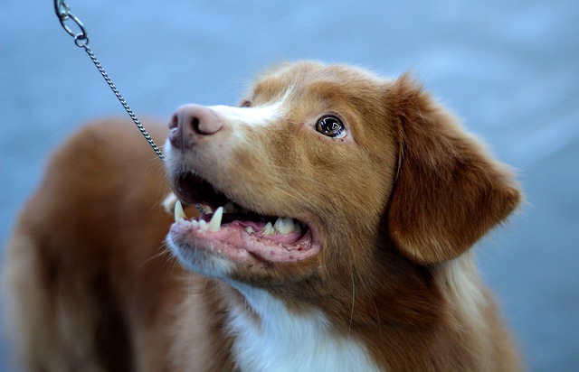 Pet friendly apartments in Albany