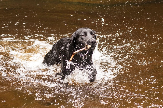 pet-friendly-apartments-in-albany-640x480-37171069.jpeg