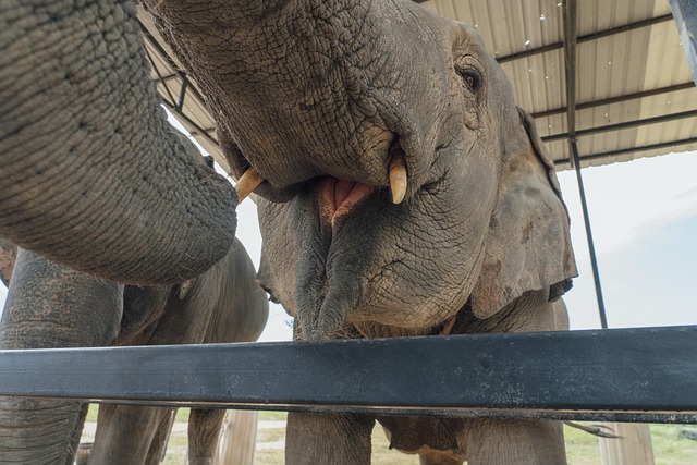 pet-friendly-apartments-near-ualbany-640x480-15279226.jpeg