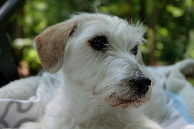 Pet-friendly apartments near UAlbany