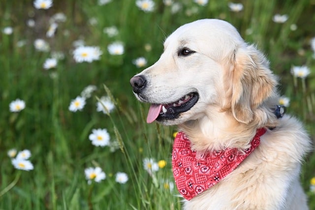 Pet friendly neighborhoods in Albany