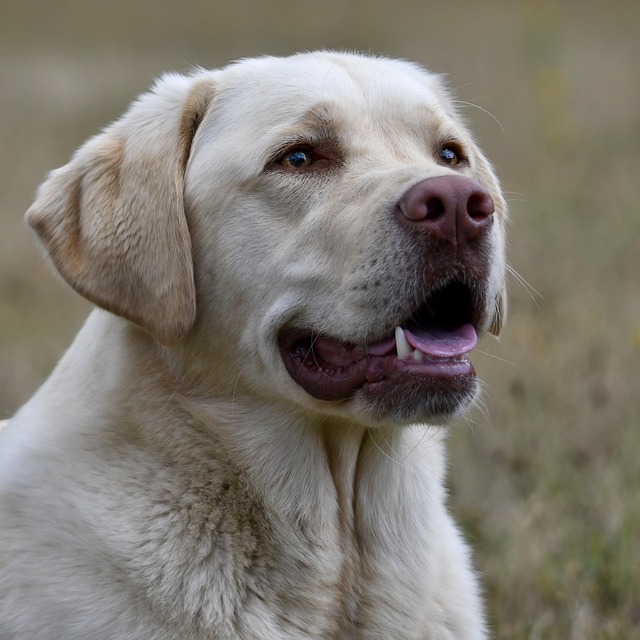 pet-friendly-neighborhoods-in-albany-640x480-35889103.jpeg