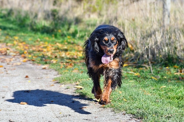 pet-friendly-neighborhoods-in-albany-640x480-38620540.jpeg