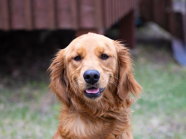 pet-friendly-neighborhoods-in-albany-640x480-45398173.jpeg