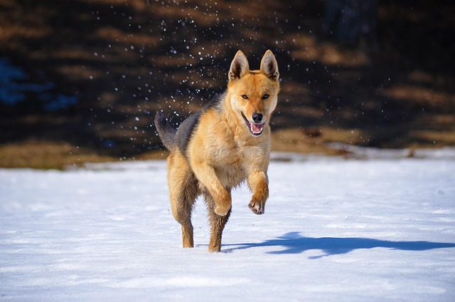 Pet friendly neighborhoods in Albany