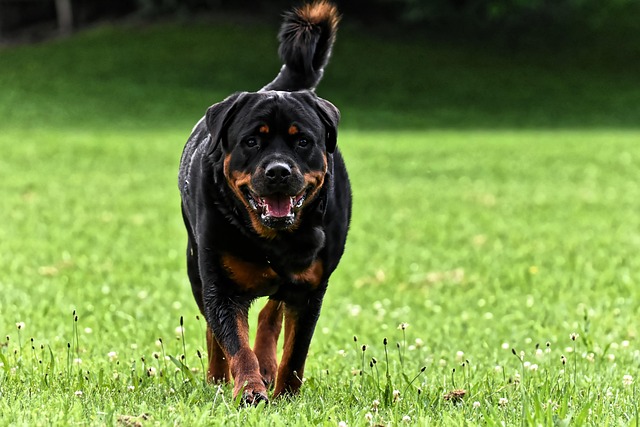 Pet friendly neighborhoods in Albany