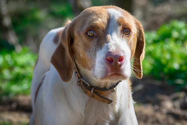 Pet friendly neighborhoods in Albany