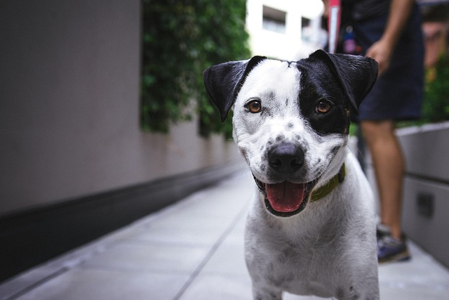 Pet friendly neighborhoods in Albany