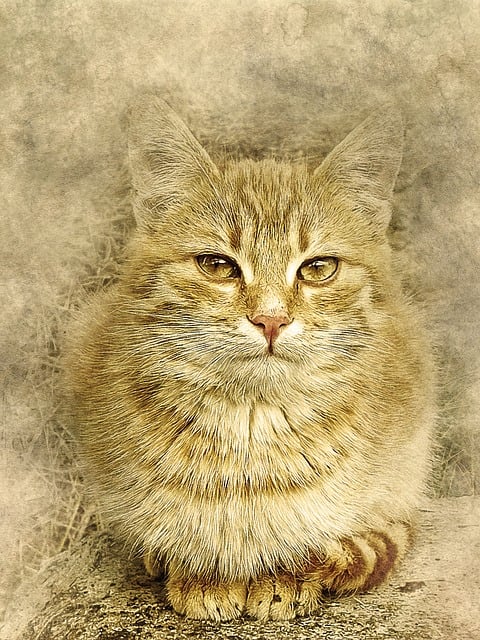 pet-sitting-services-near-me-in-albany-n-640x480-10345553.jpeg