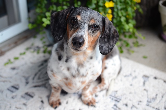 pet-sitting-services-near-me-in-albany-n-640x480-23048690.jpeg