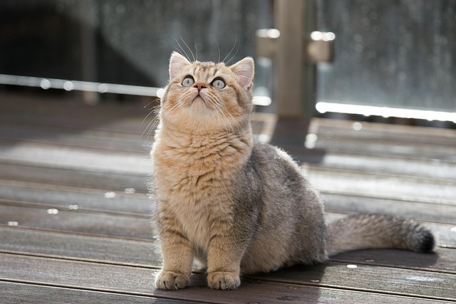 Pet sitting services near me in Albany, NY